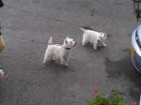 Klik op de foto voor groter formaat